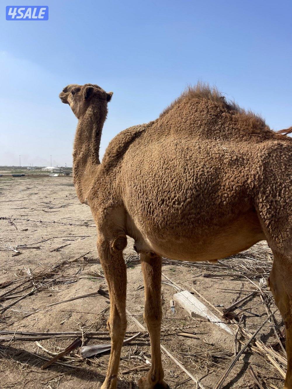 بكره جذعه  سلم صحه0