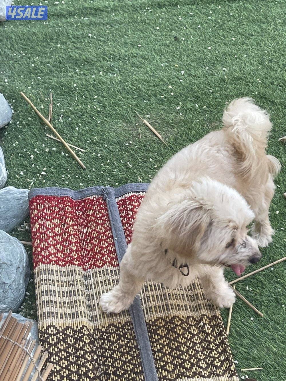 كلب بيع ذكر0