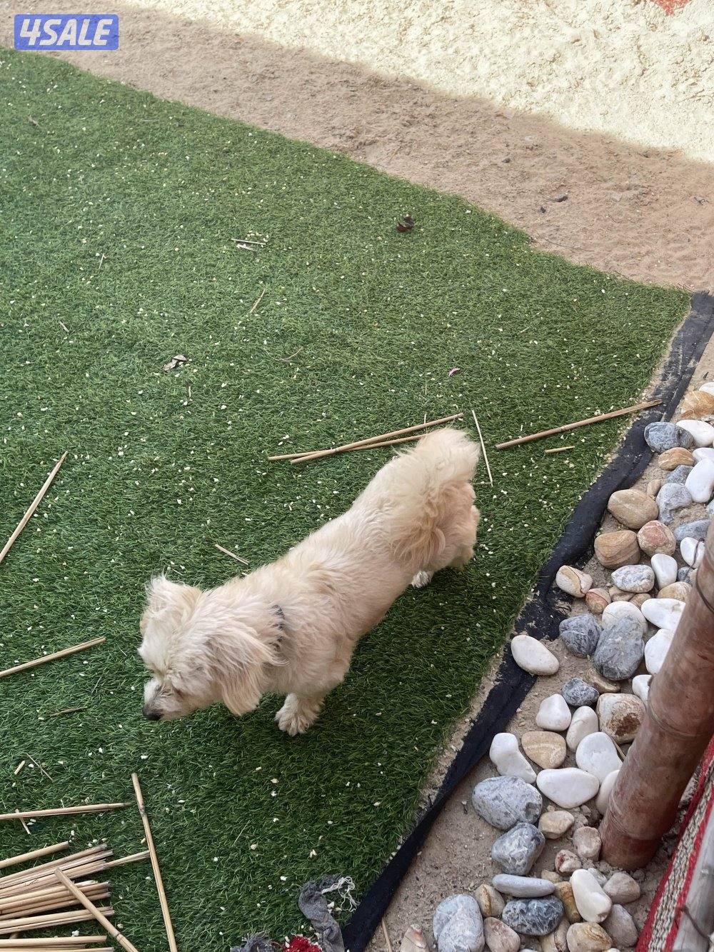 كلب بيع ذكر1