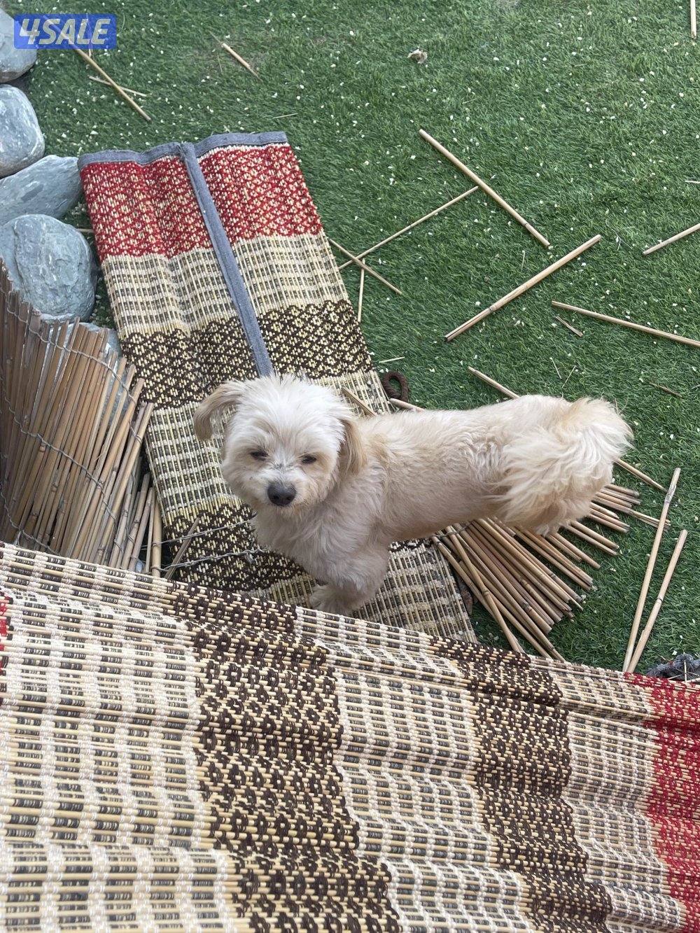 كلب بيع ذكر2