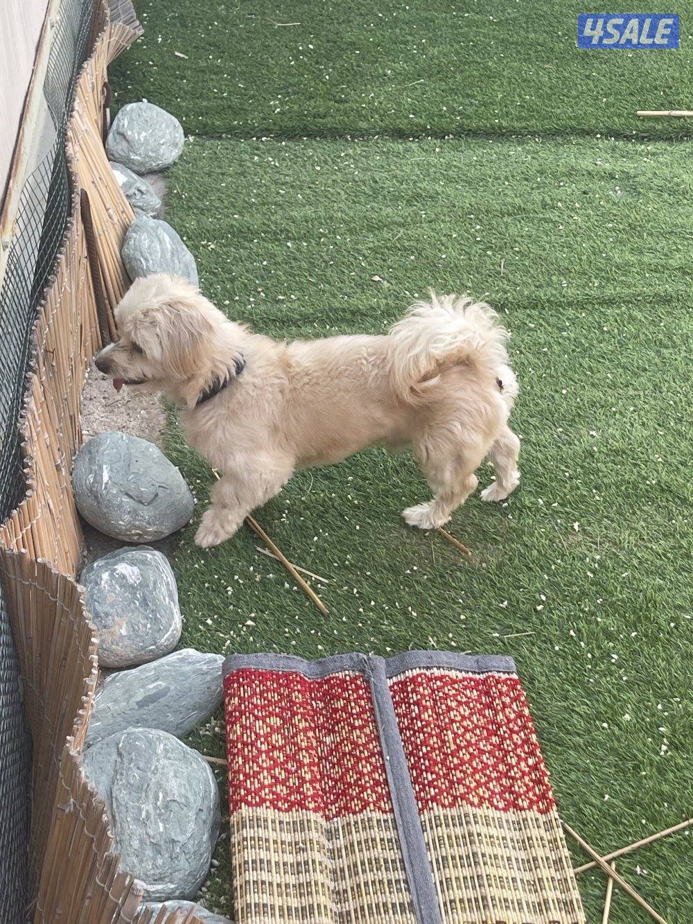 كلب بيع ذكر3