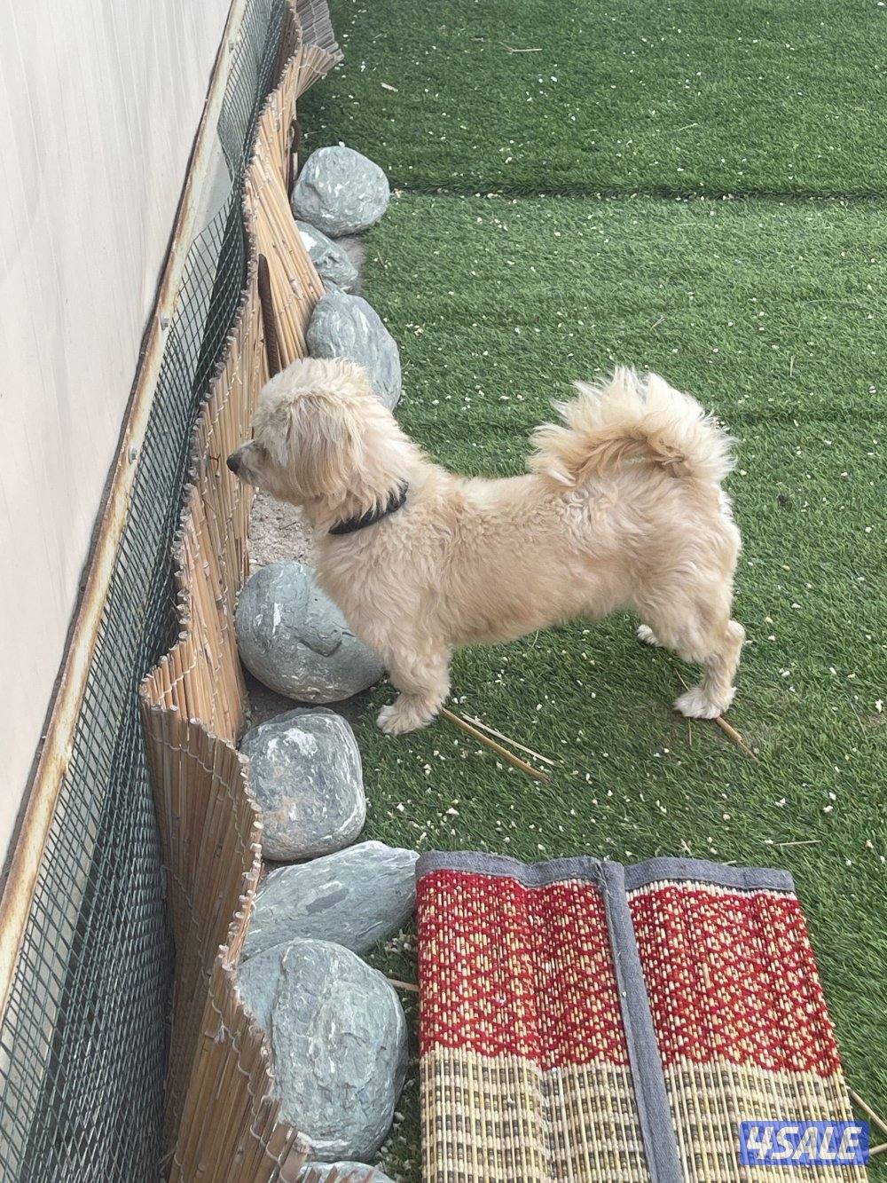 كلب بيع ذكر4