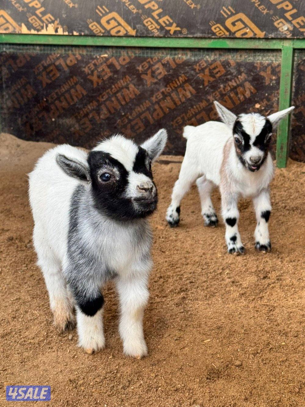 تيوس وجفارجيكيه أقزام واحجام صغيره موجودين وولادة البيت يشربون حليب4