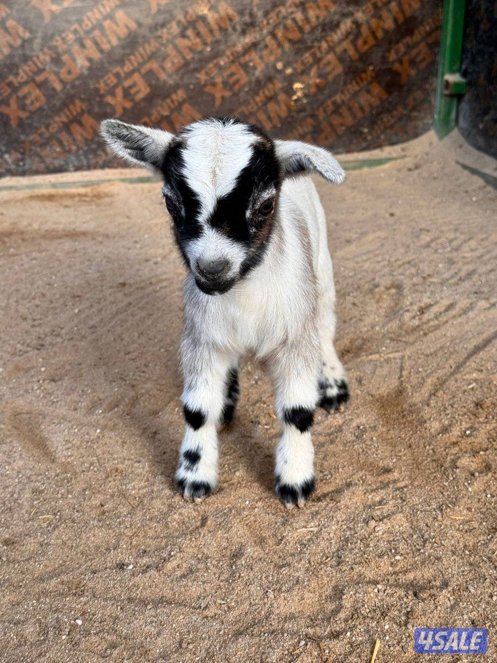 تيوس وجفارجيكيه أقزام واحجام صغيره موجودين وولادة البيت يشربون حليب5