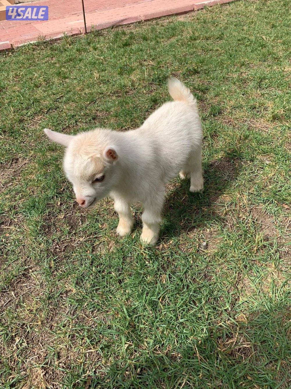 تيوس وجفارجيكيه أقزام واحجام صغيره موجودين وولادة البيت يشربون حليب6