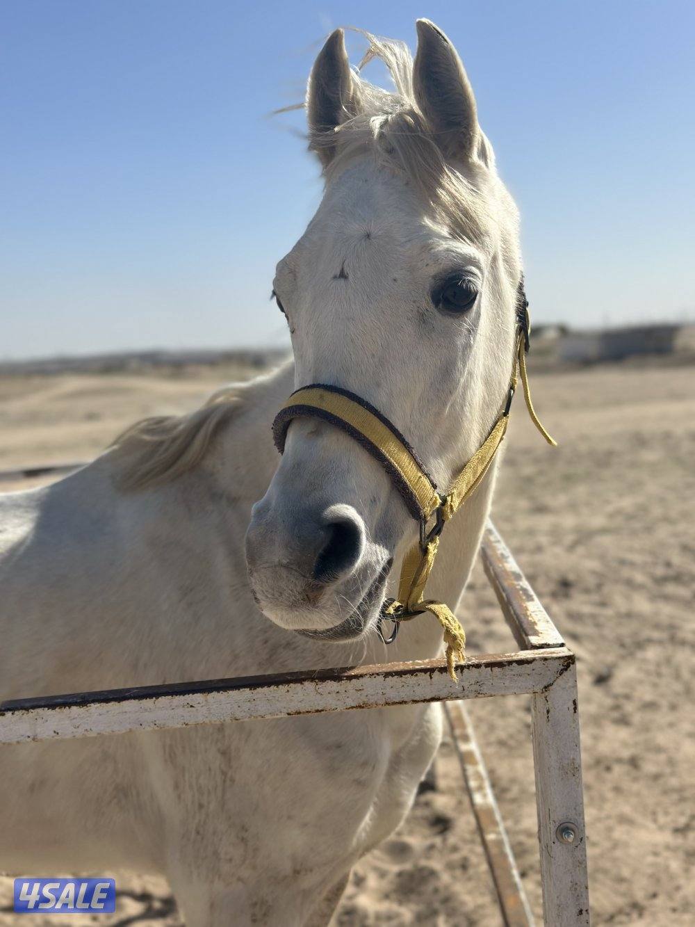 ‏للبيع حصان خياله3