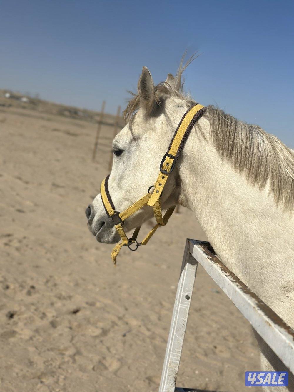 ‏للبيع حصان خياله4