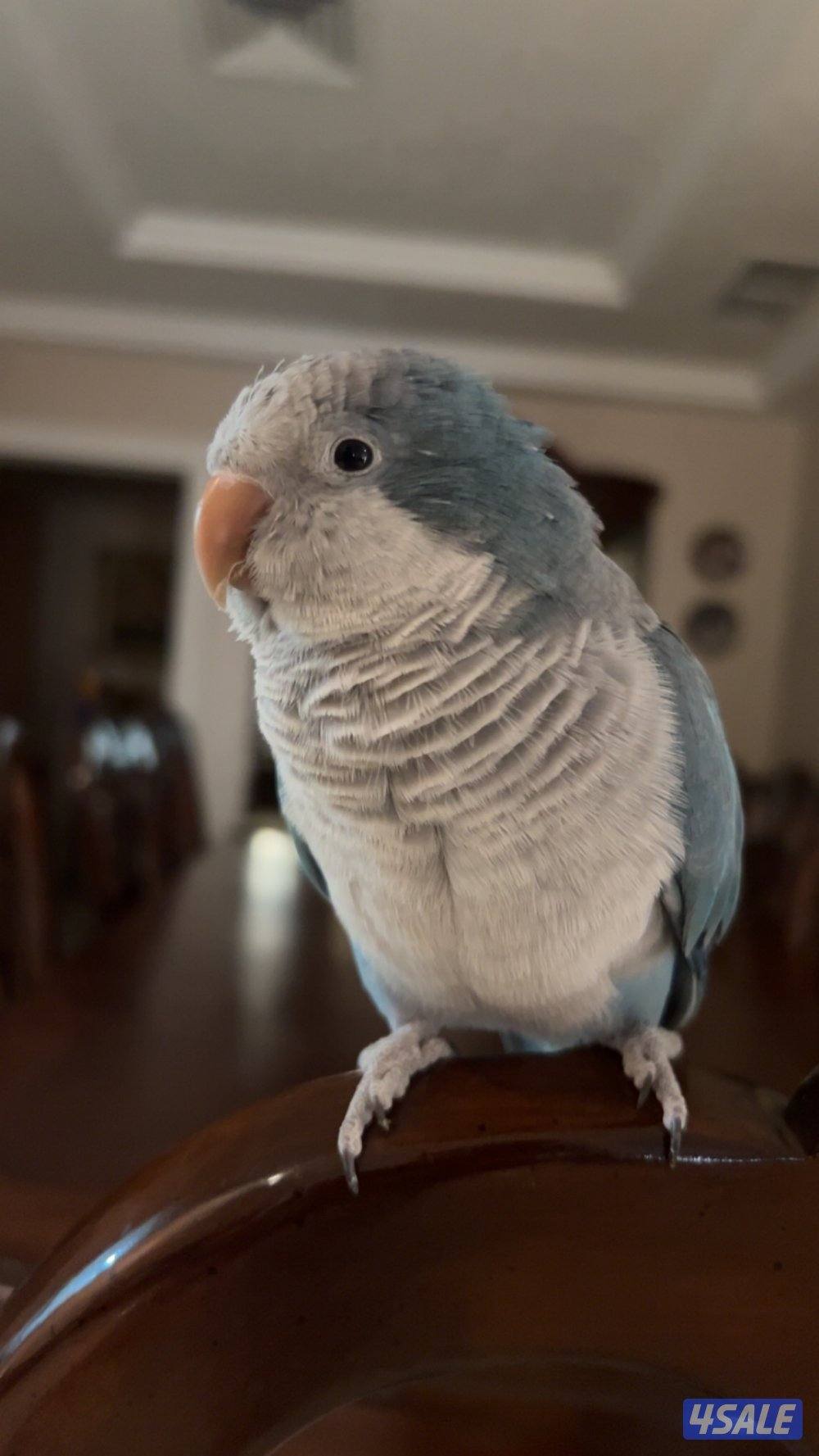 كويكر ازرق ربوة0