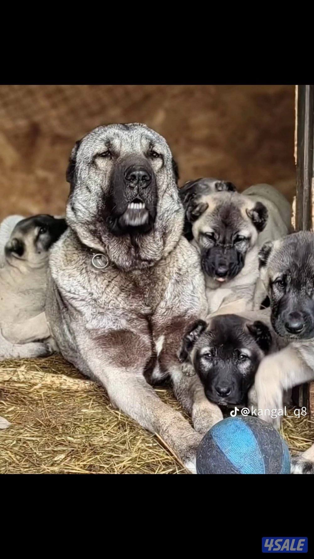 للبيع جراوه كنكال للحراسه0