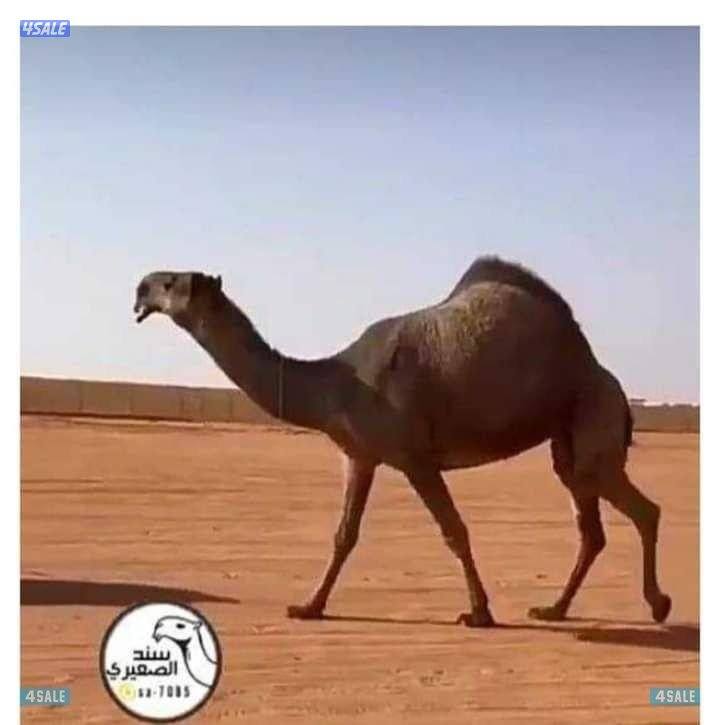 حلاق وغسيل الابل واشراء حشوا جميع مناطق الكويت0