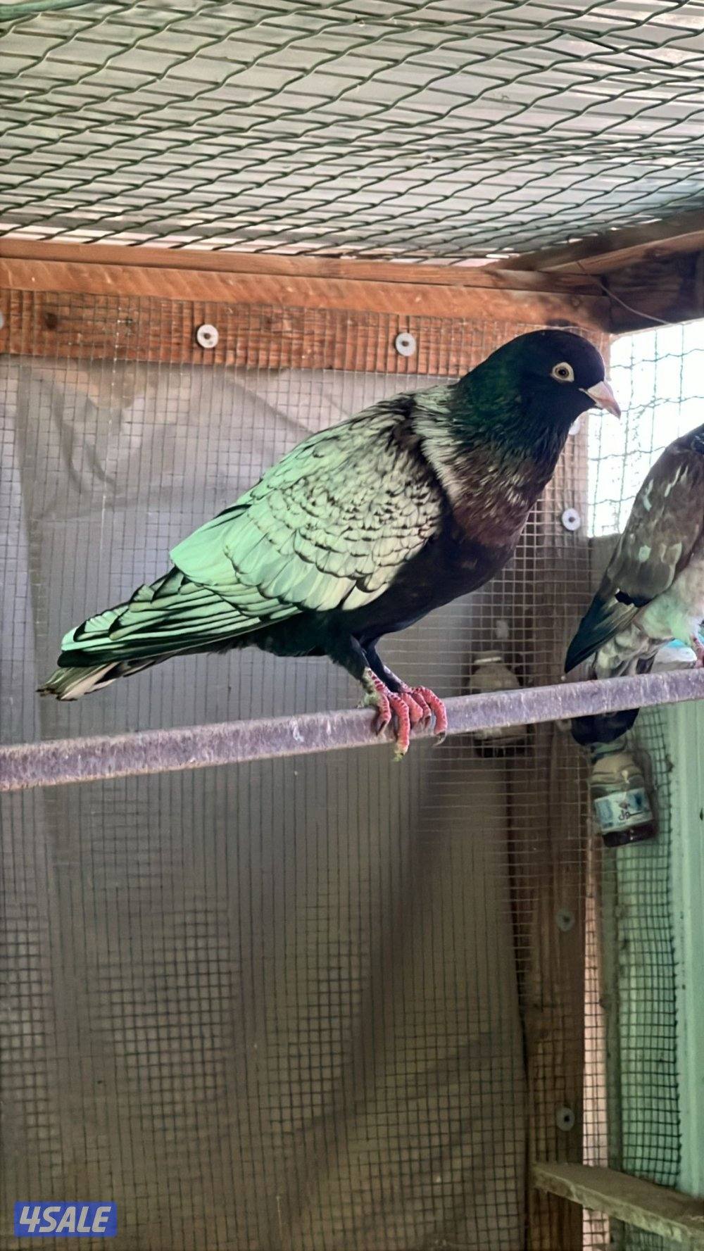 للبيع جبره حمام سوري0