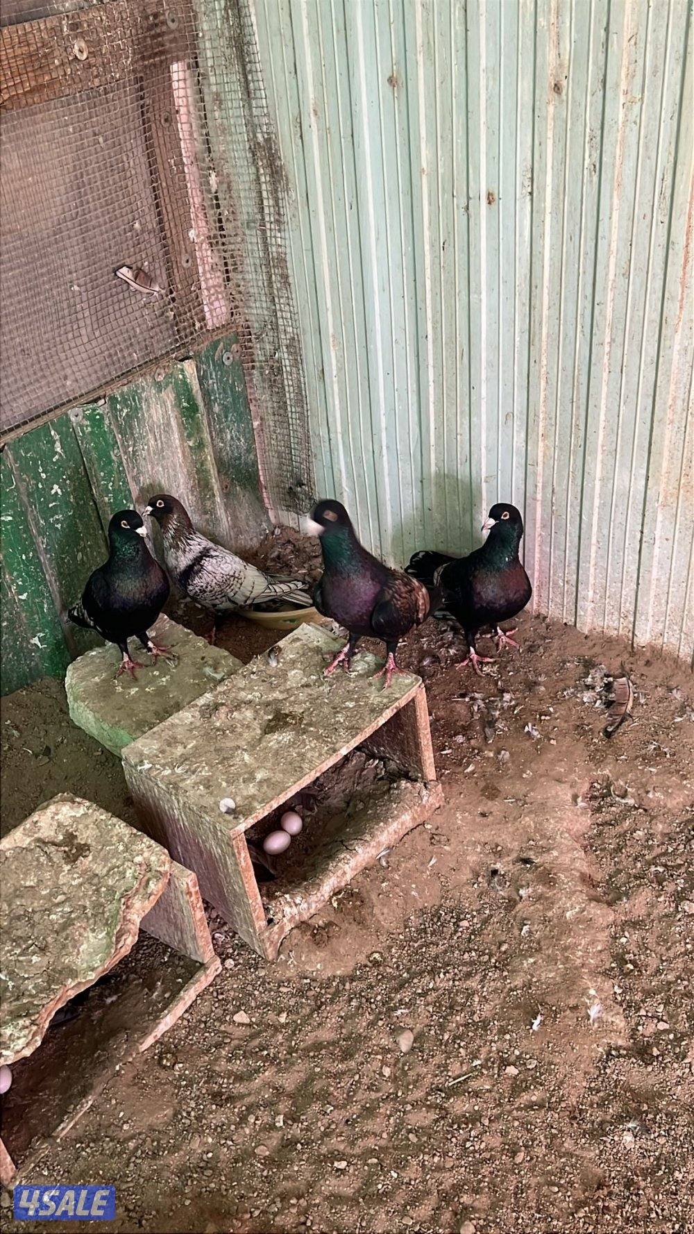 للبيع جبره حمام سوري1