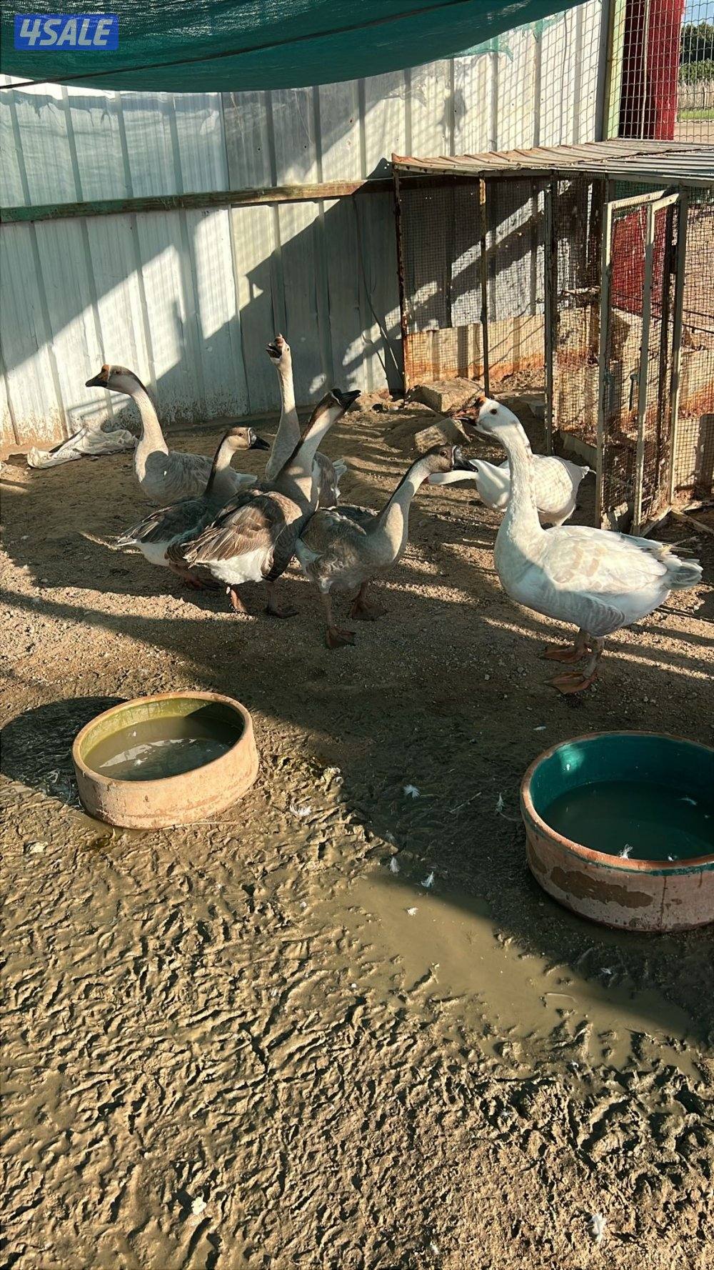 للبيع جبره حمام سوري3