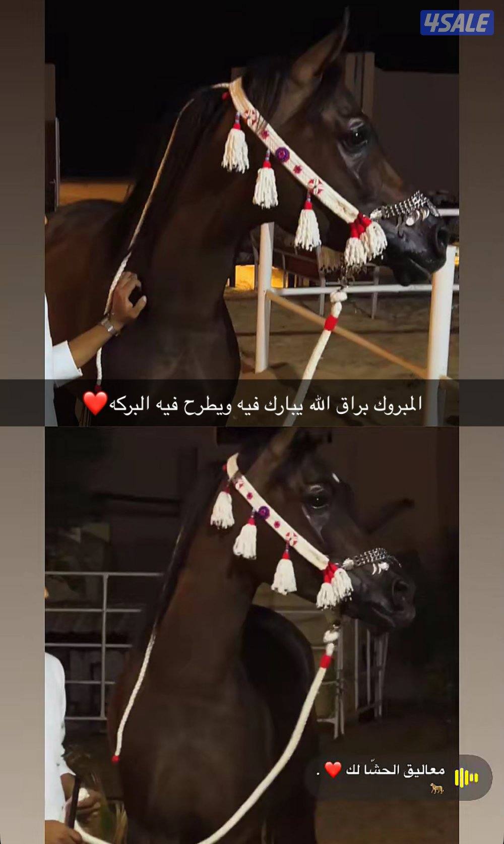 حصان مكس قطعه فاخره0