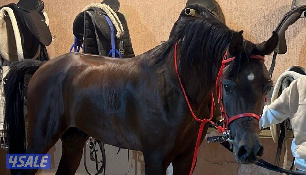 حصان مكس قطعه فاخره1