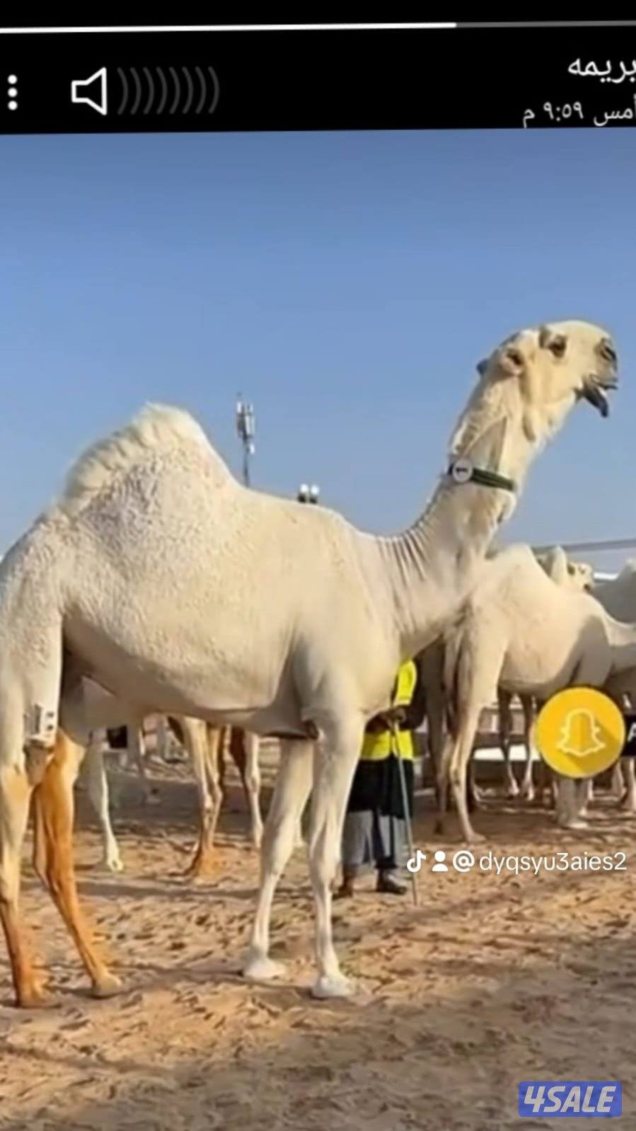 حلاقة وغسيل ابل مزاين واشتري حشوه0