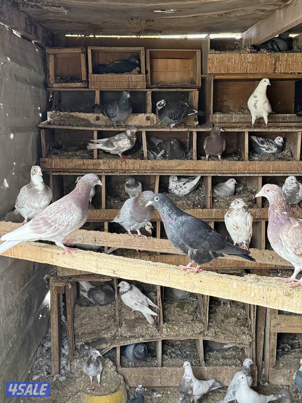 الكويت الجليعة0