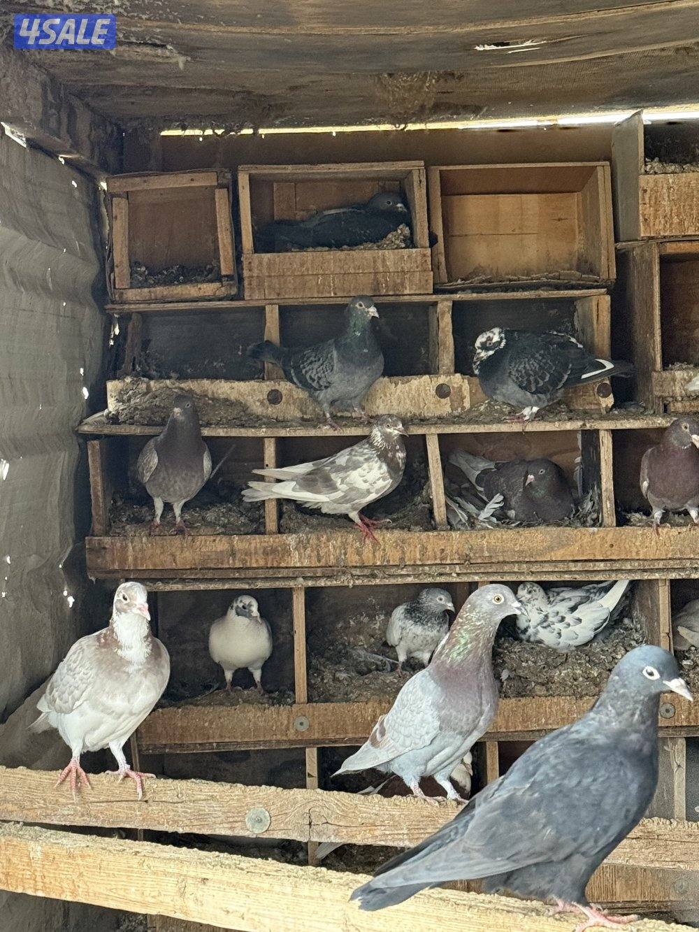 الكويت الجليعة1