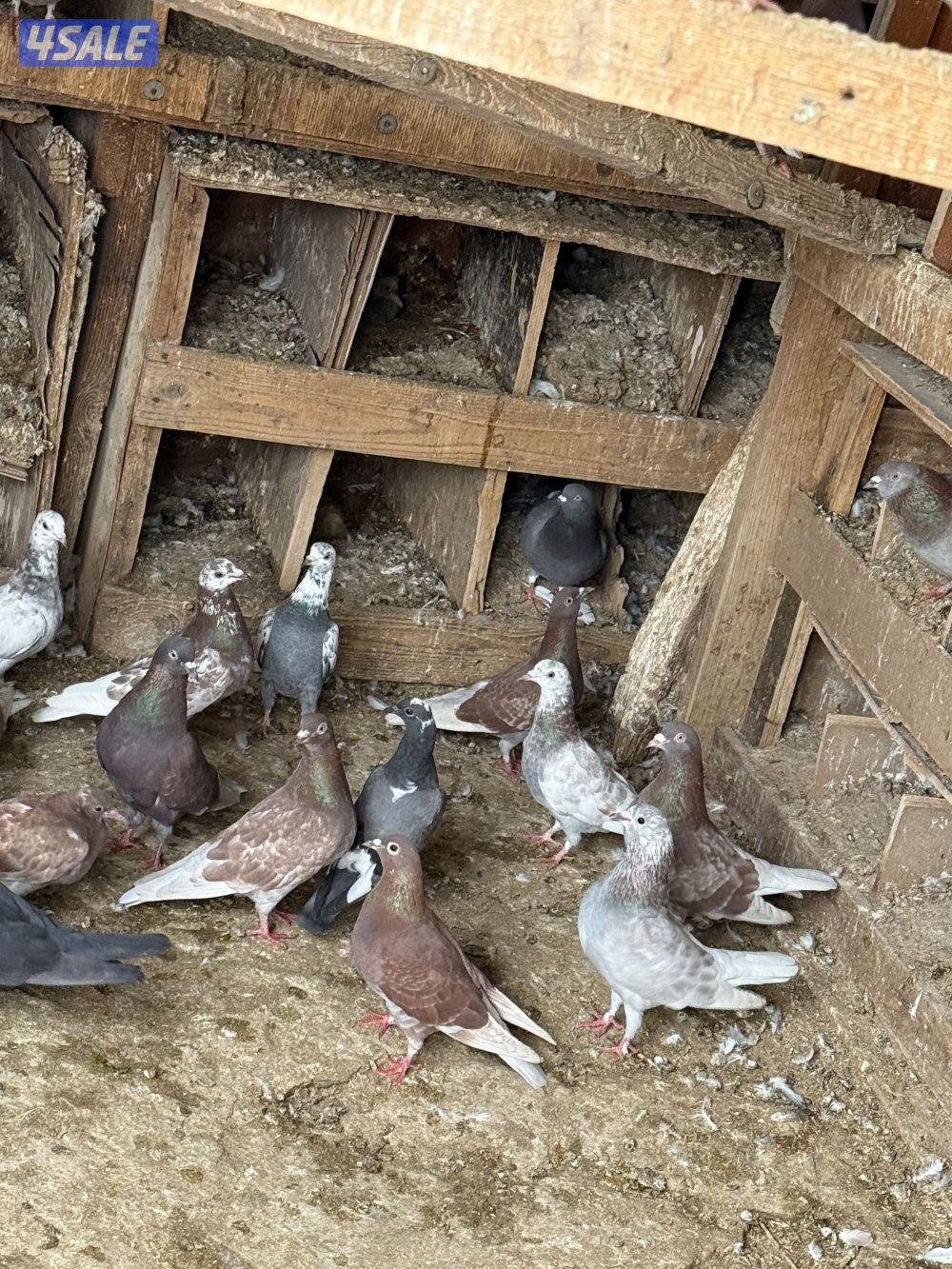 الكويت الجليعة2