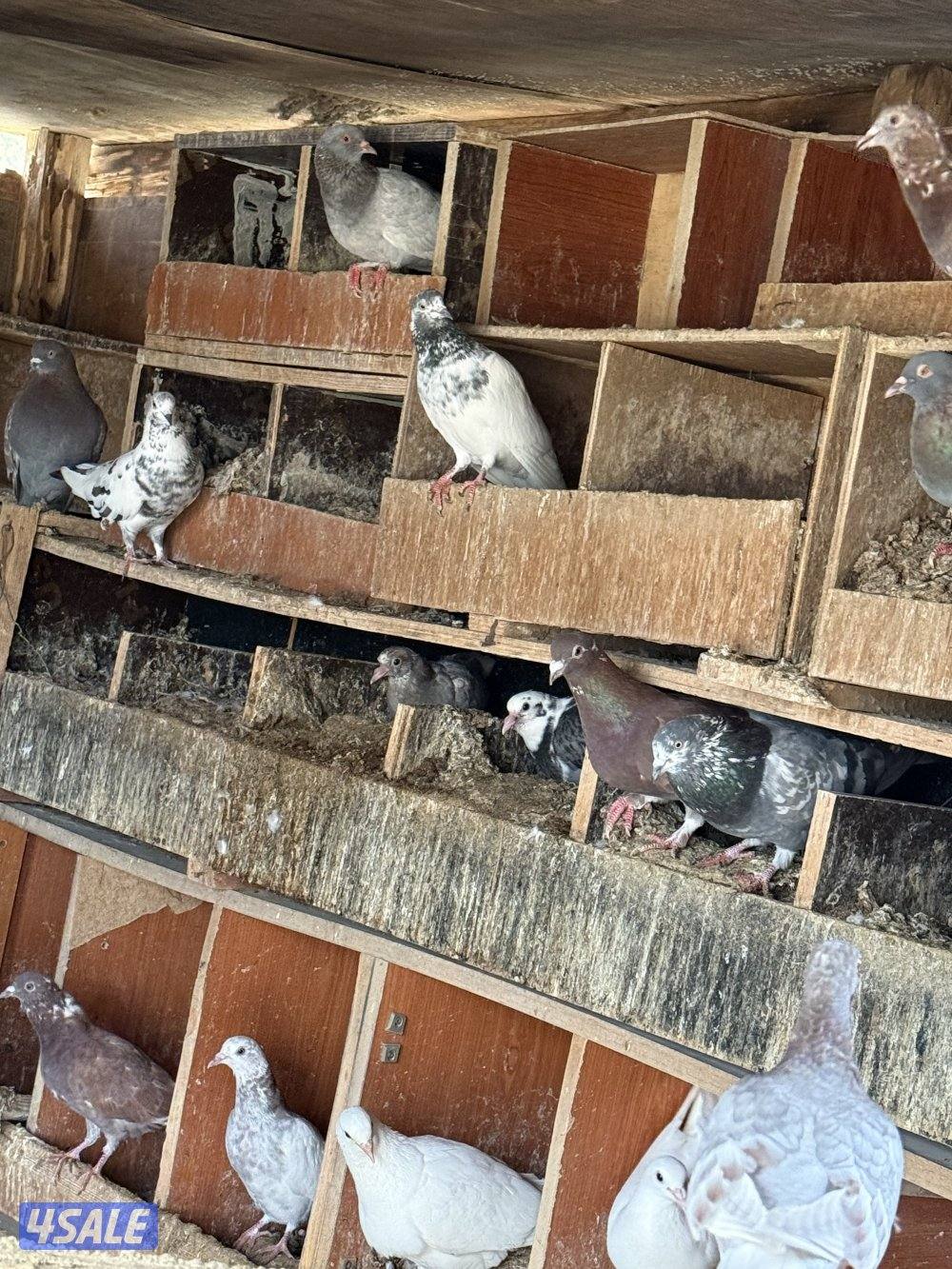 الكويت الجليعة3