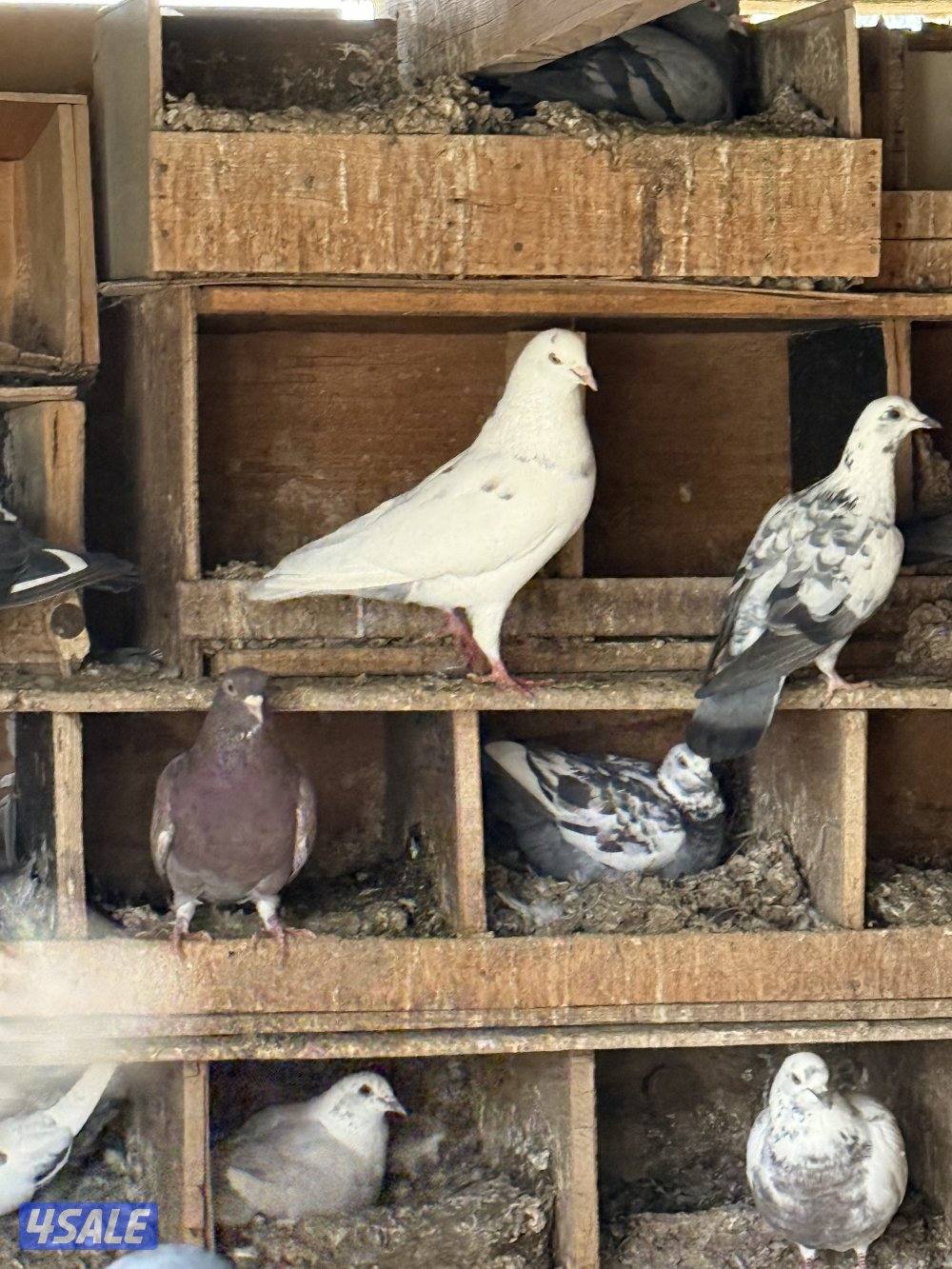 الكويت الجليعة4