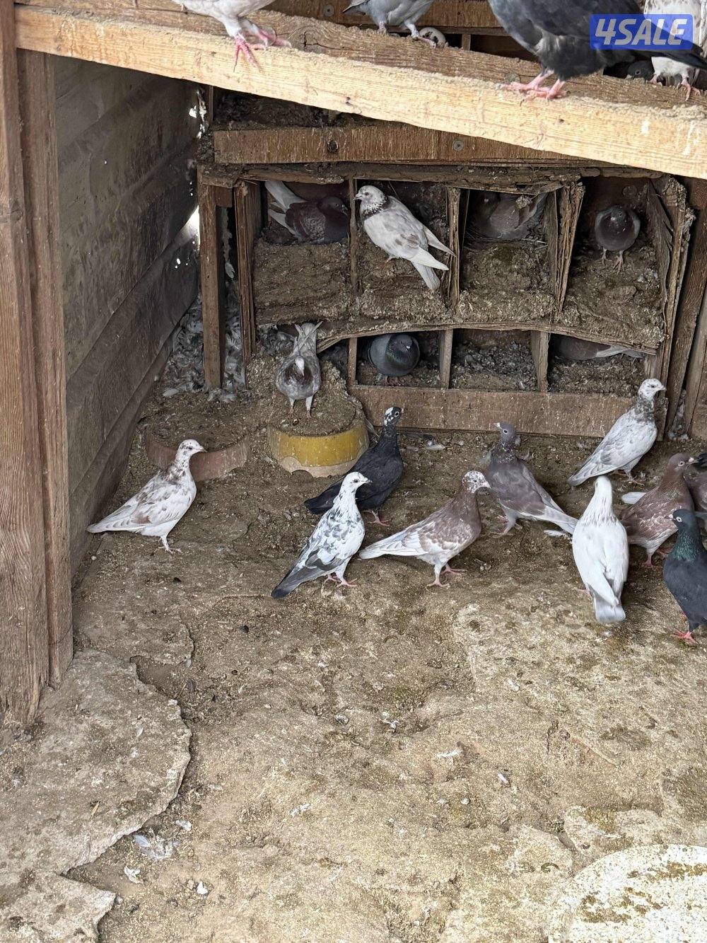 الكويت الجليعة5