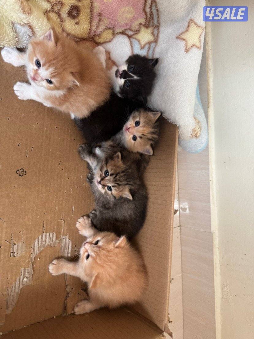 قطط شرازيه عمرهم شهرين الواحد ٦٠0