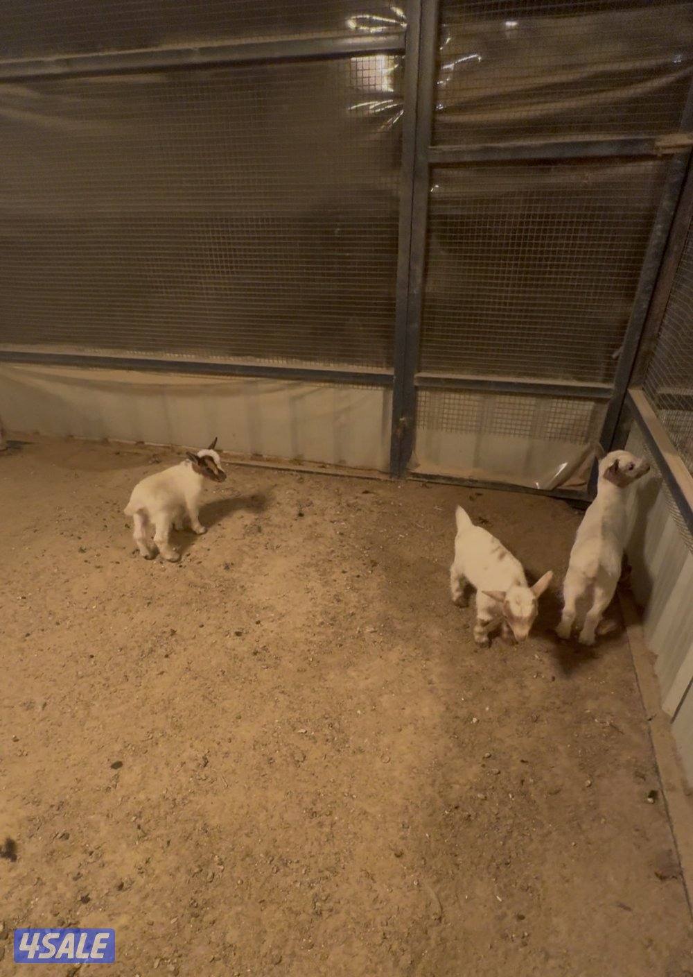 للبيع تيس جيكي العدد ٣0