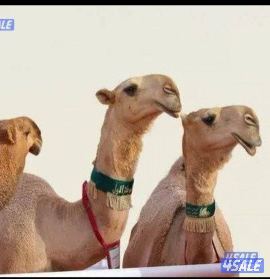 حلاق وغسيل الإبل جميع مناطق الكويت0