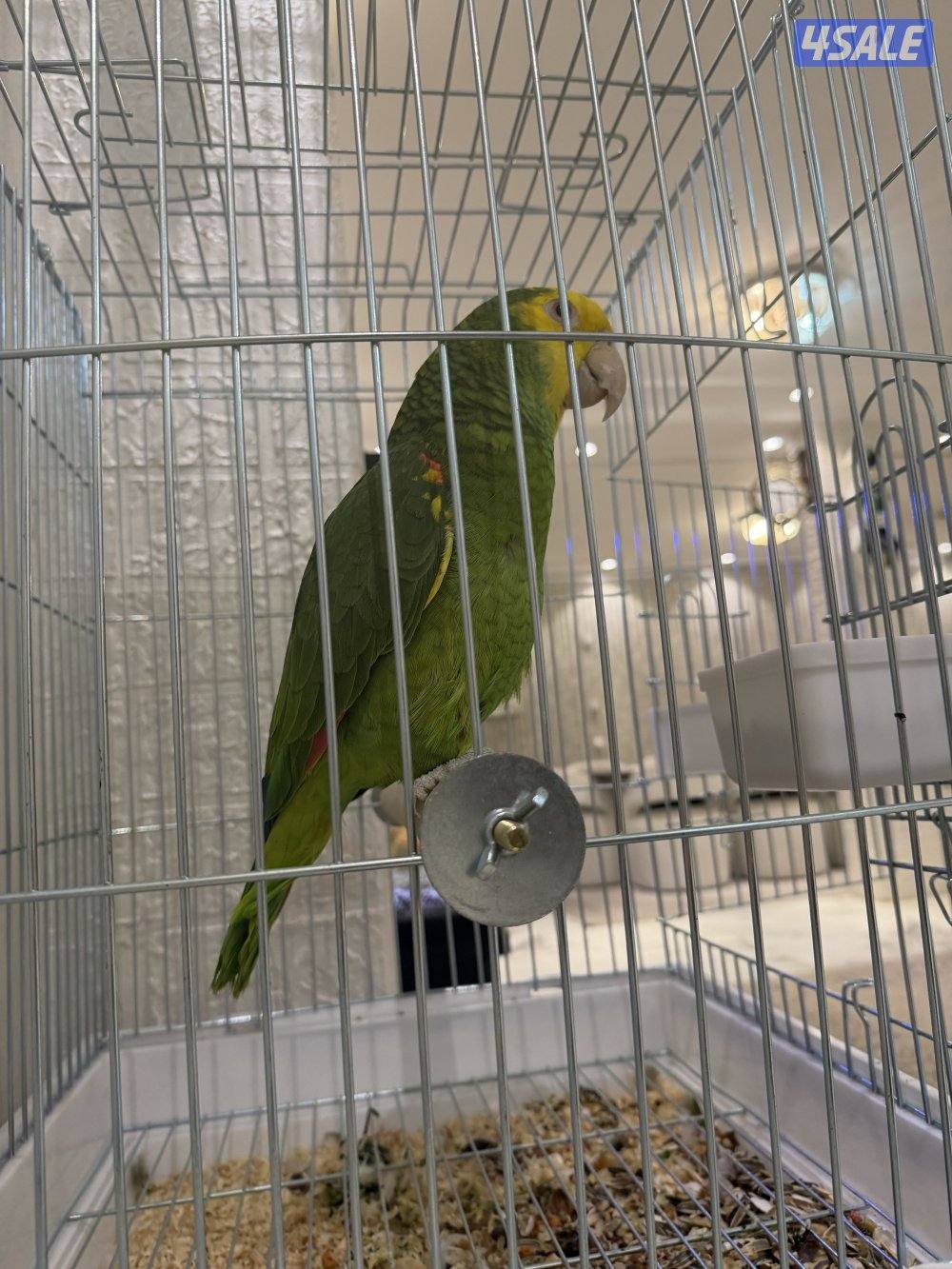 للبيع دبل يلو هيد0