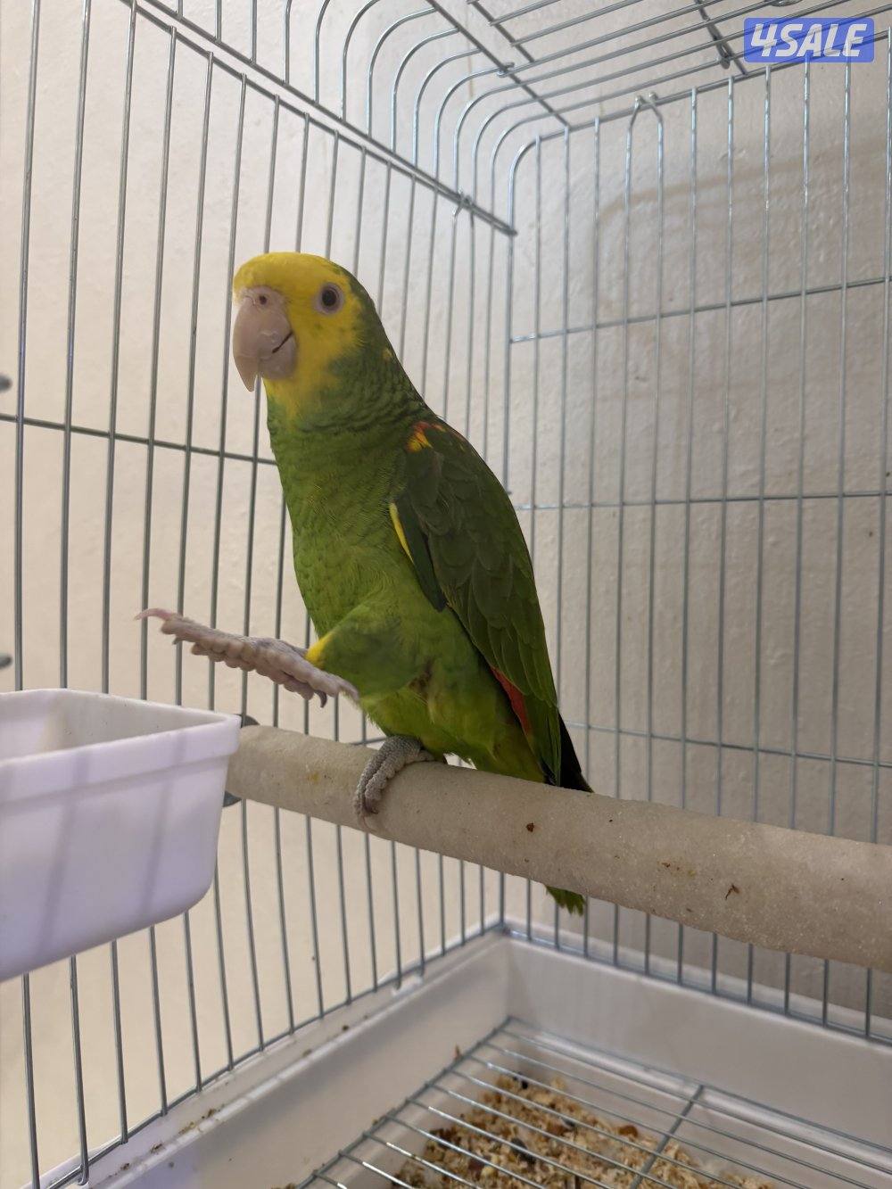 للبيع دبل يلو هيد1