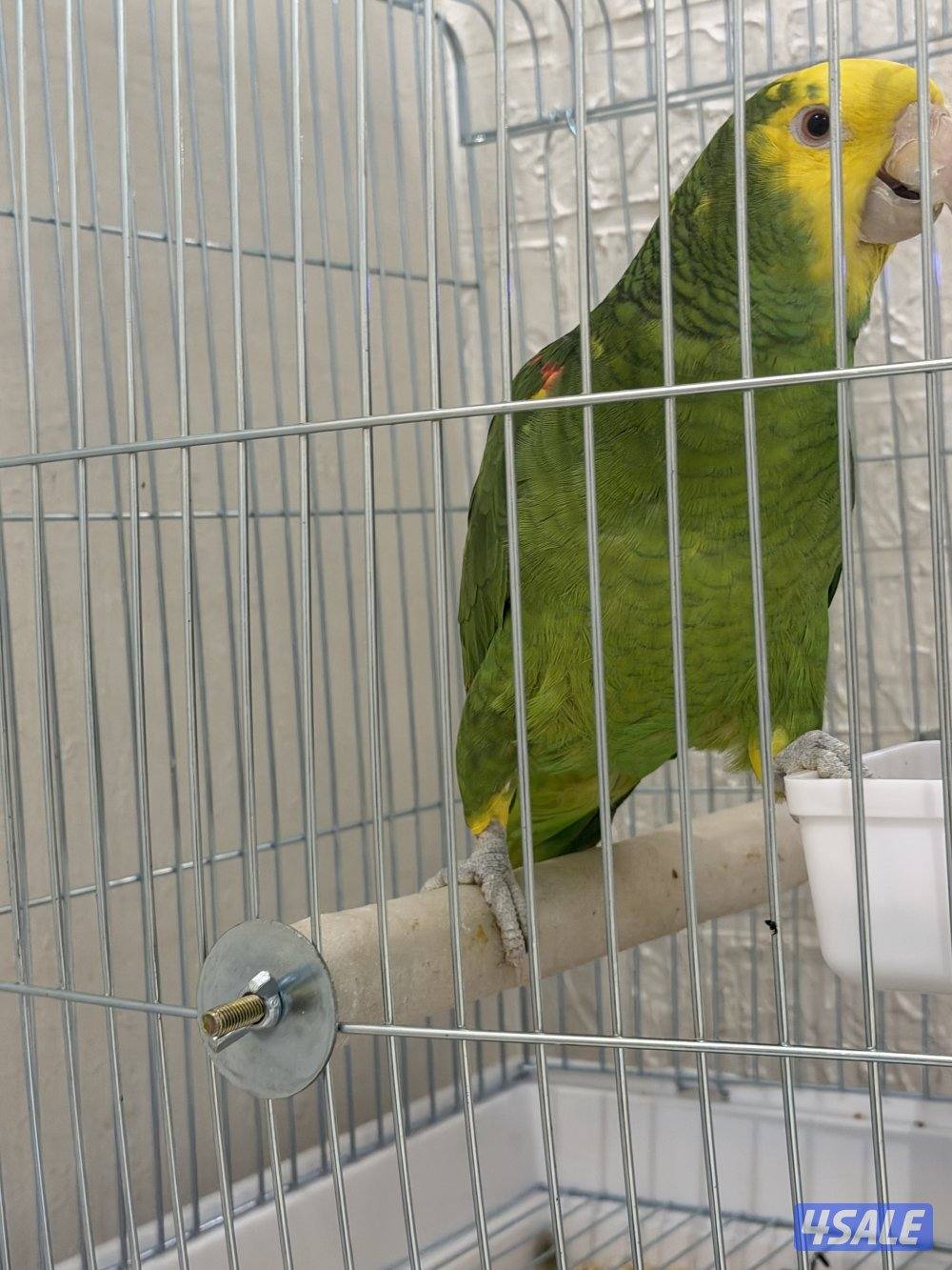 للبيع دبل يلو هيد3