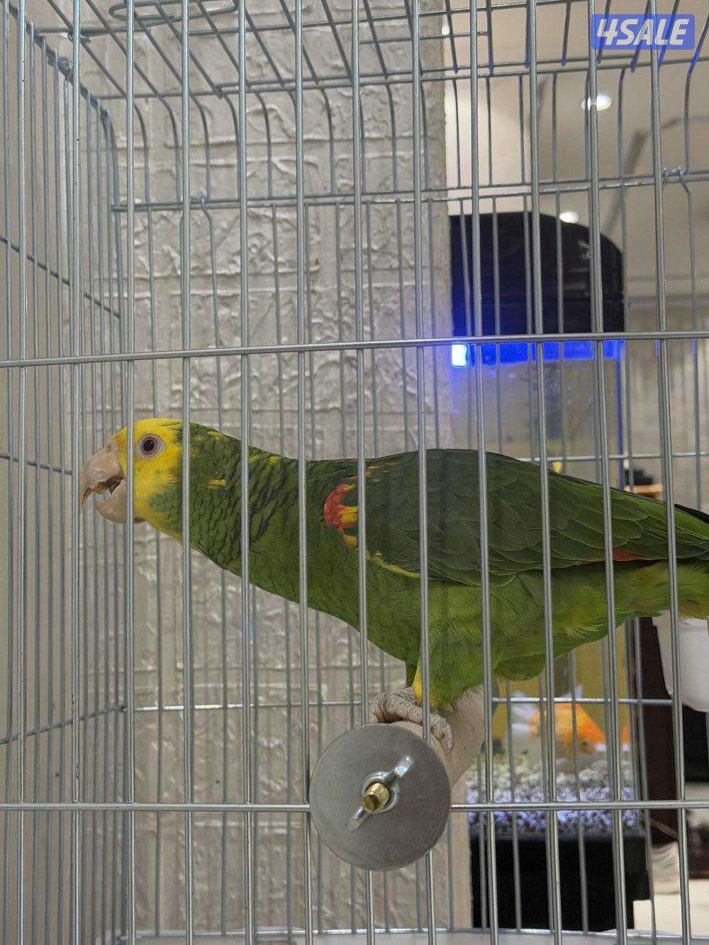 للبيع دبل يلو هيد4