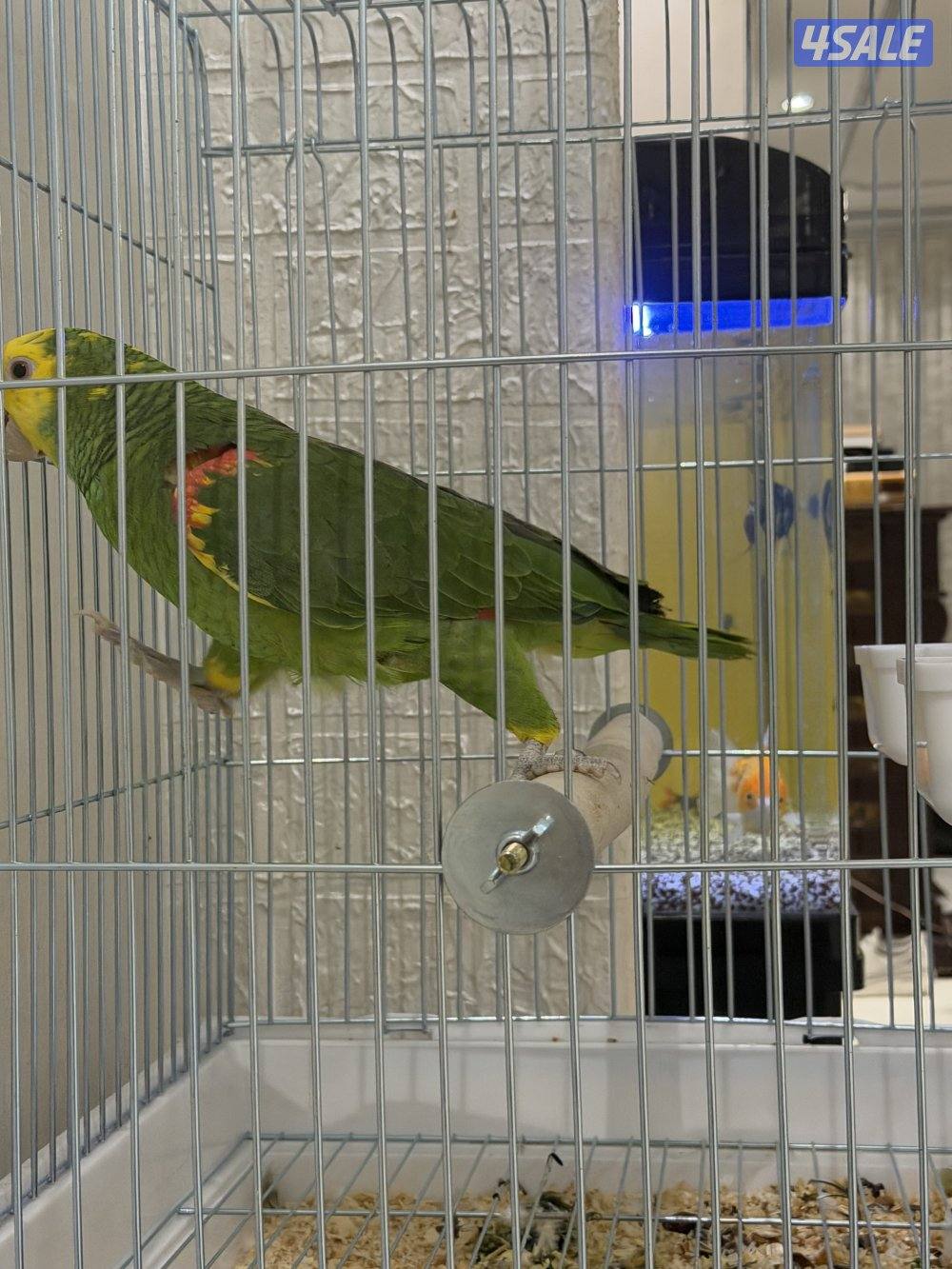 للبيع دبل يلو هيد5