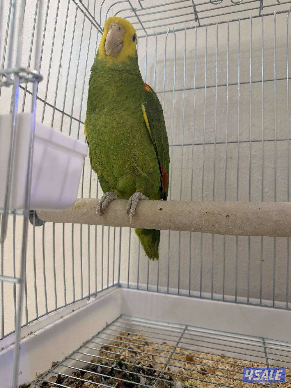 للبيع دبل يلو هيد6