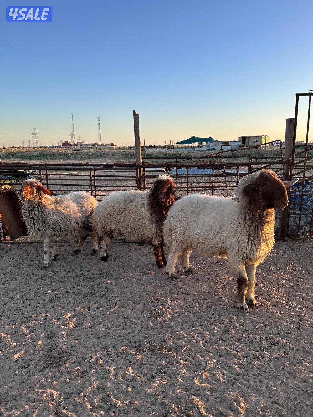 فحل ثني شرط القريع ومطفل0