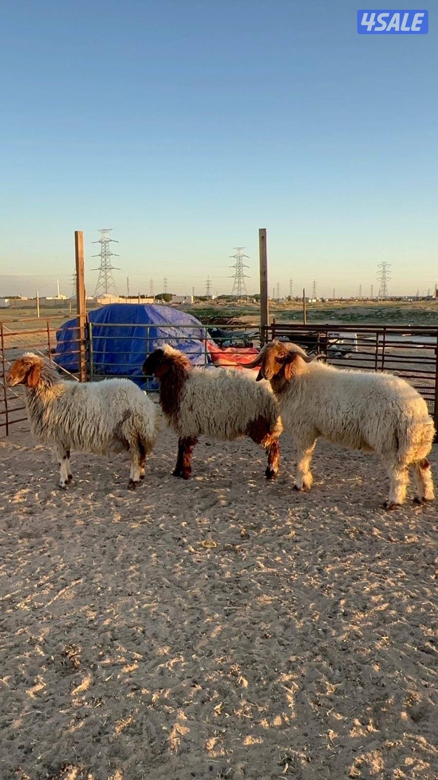 فحل ثني شرط القريع ومطفل1