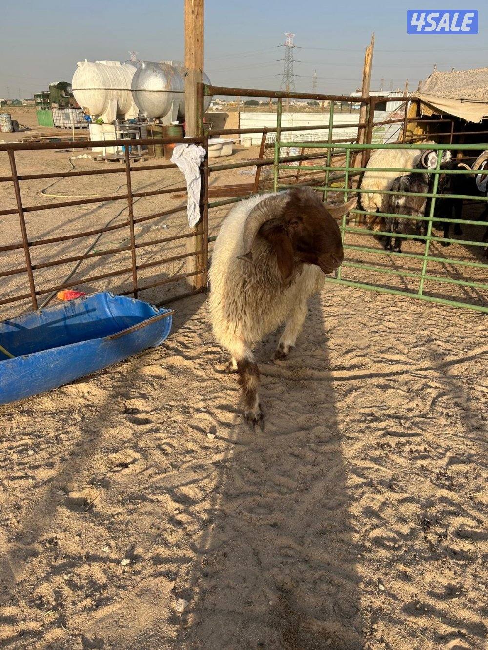 فحل ثني شرط القريع ومطفل2