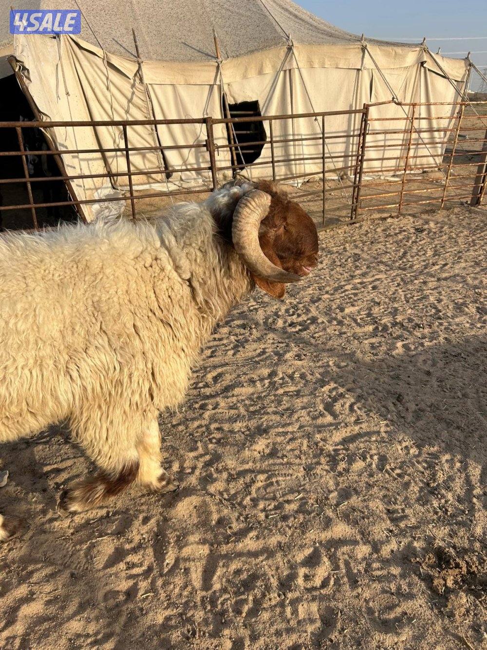 فحل ثني شرط القريع ومطفل4