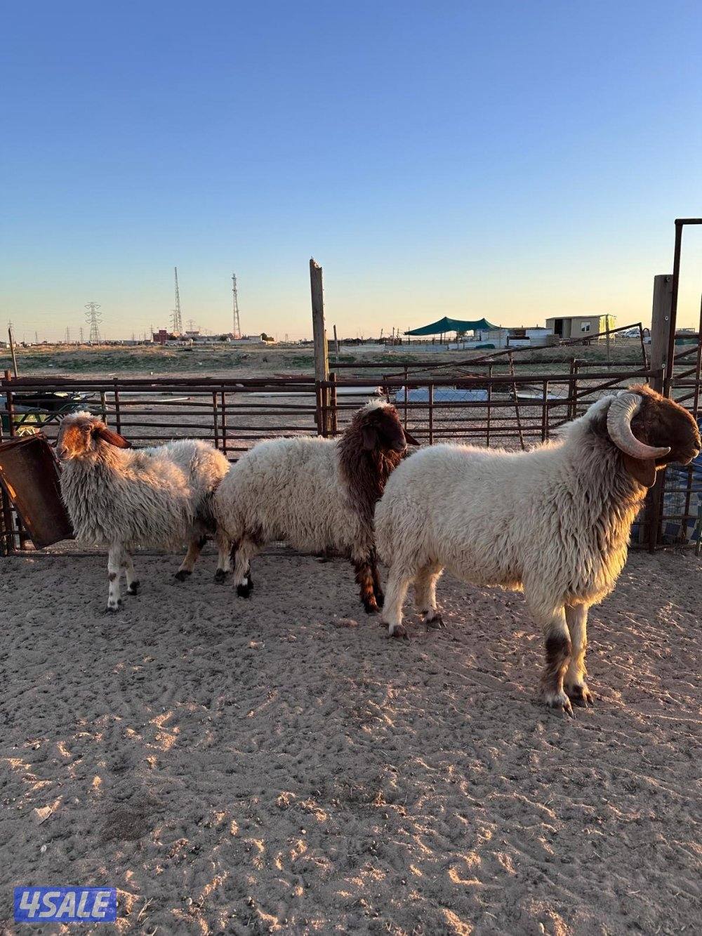 فحل ثني شرط القريع ومطفل6