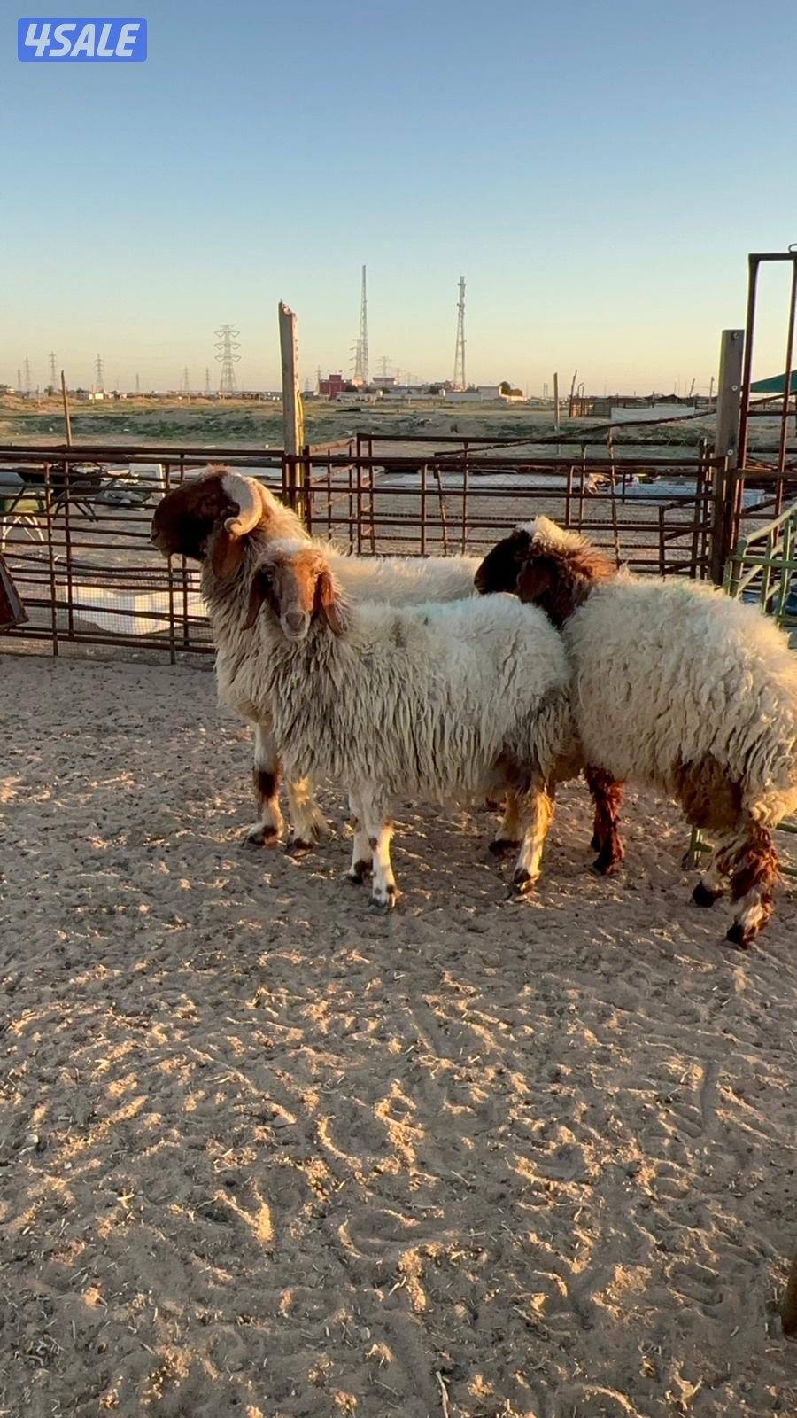 فحل ثني شرط القريع ومطفل5