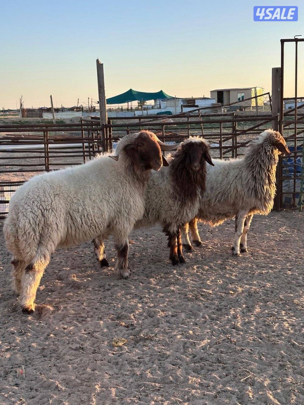 فحل ثني شرط القريع ومطفل7