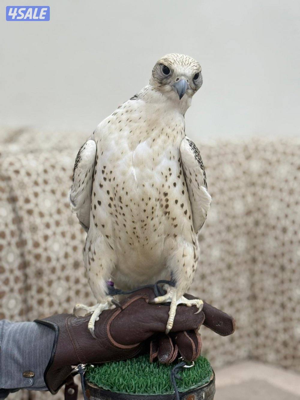 للبيع جير حر ١٦ ونص طول بعرض0