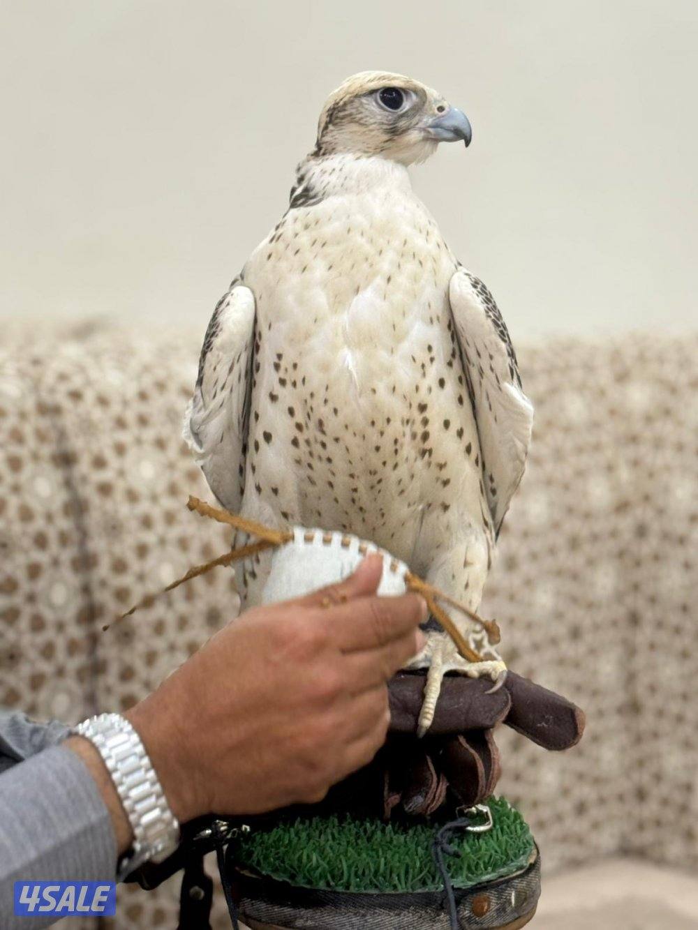للبيع جير حر ١٦ ونص طول بعرض1