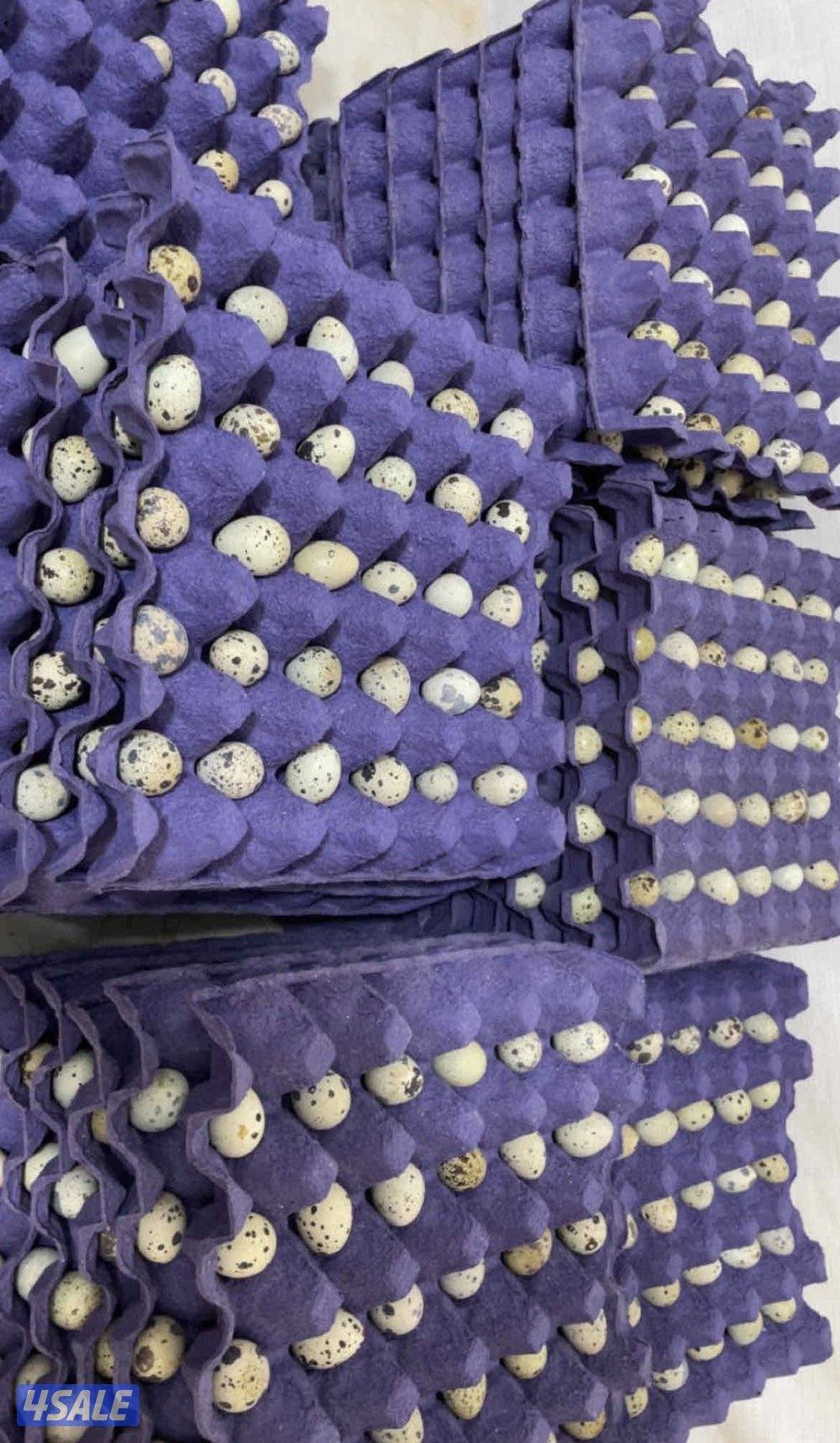 بيض فري + فري حي مو مطعم0