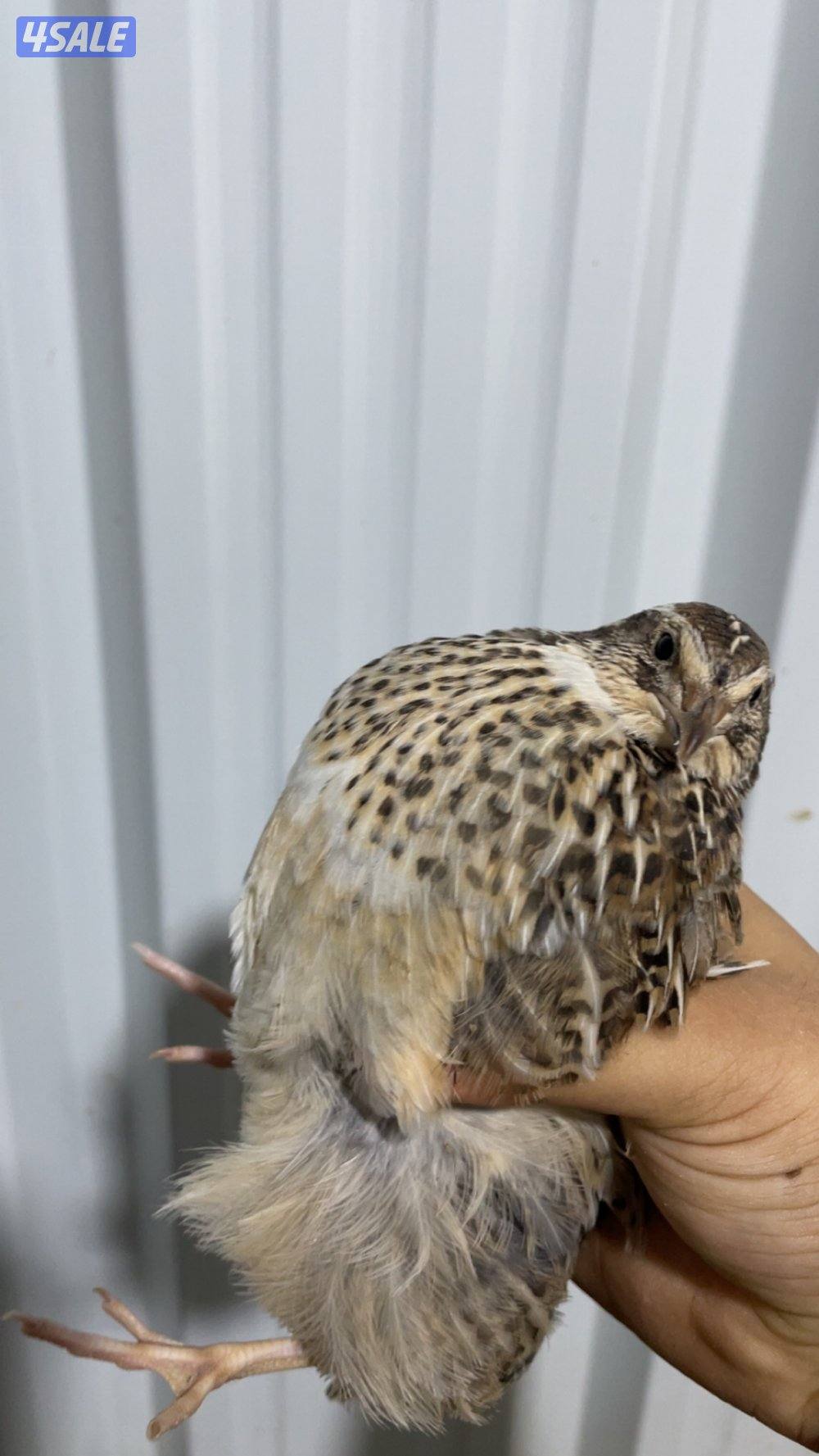 بيض فري + فري حي مو مطعم1