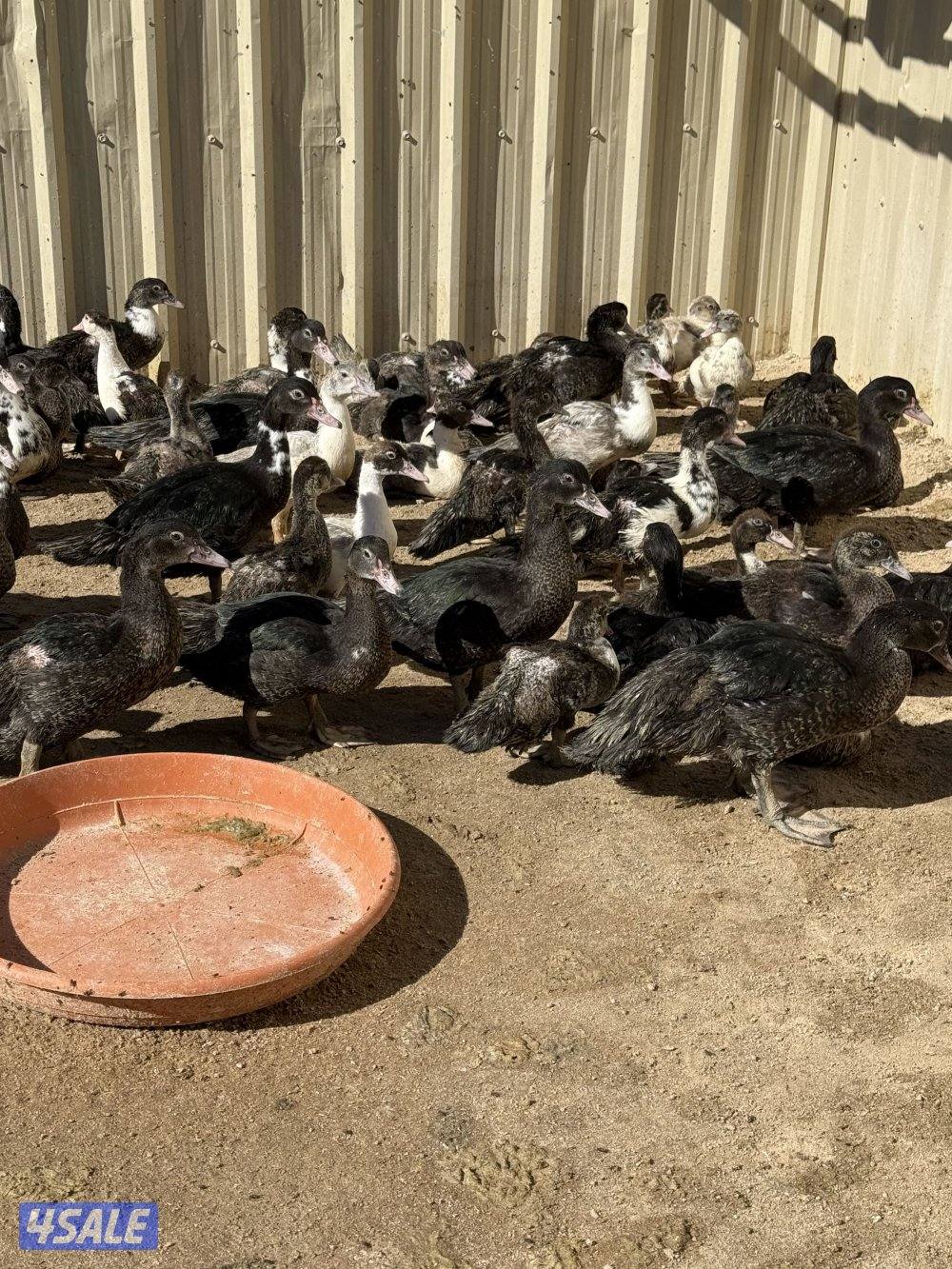 للبيع فروخ بط مسكوفي فقط0