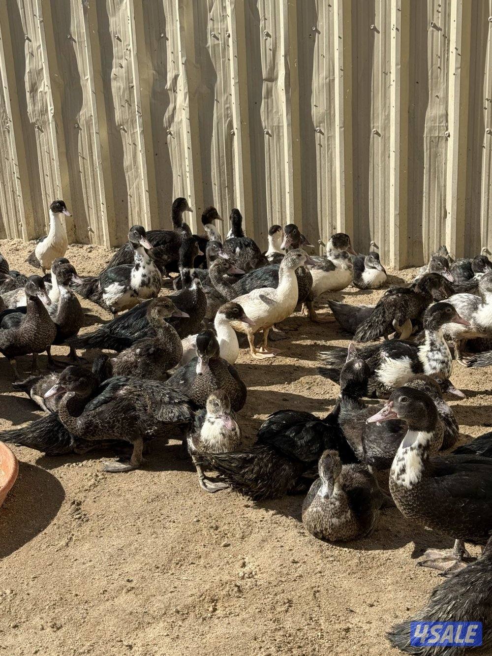 للبيع فروخ بط مسكوفي فقط2