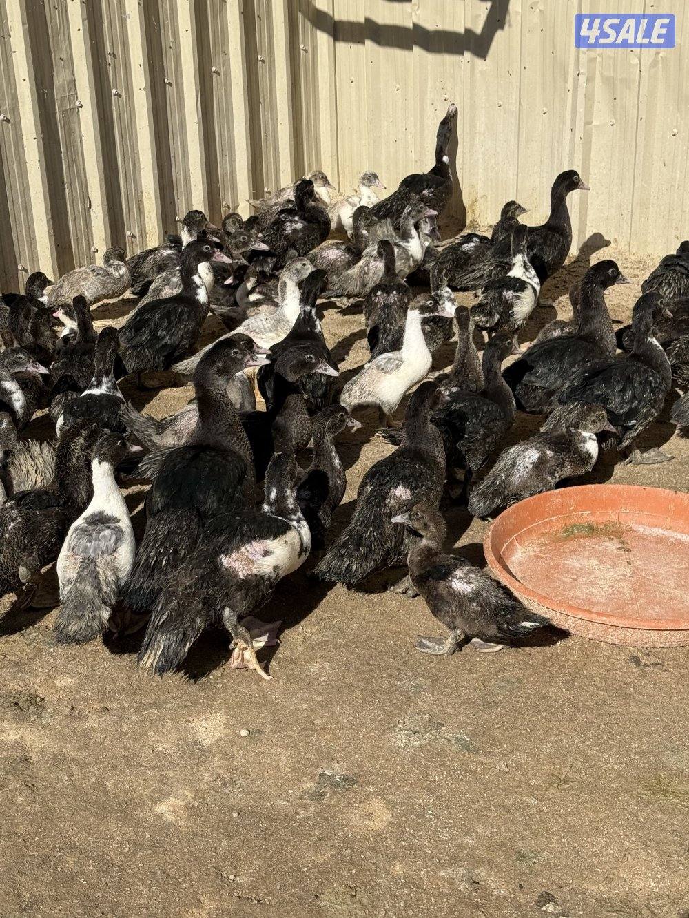 للبيع فروخ بط مسكوفي فقط4