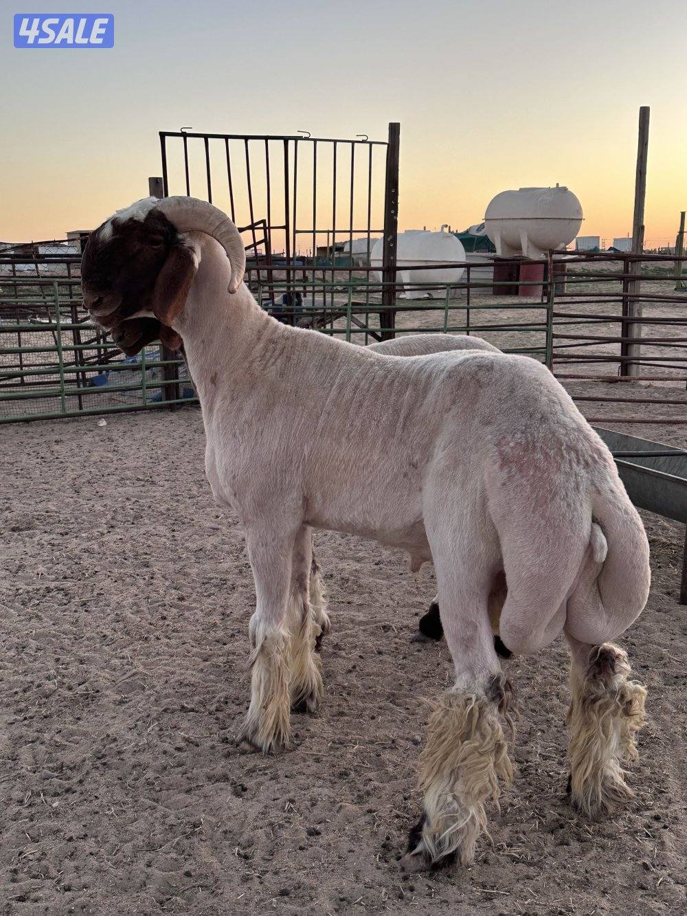 للبيع فحول طيبه ومرسسه0